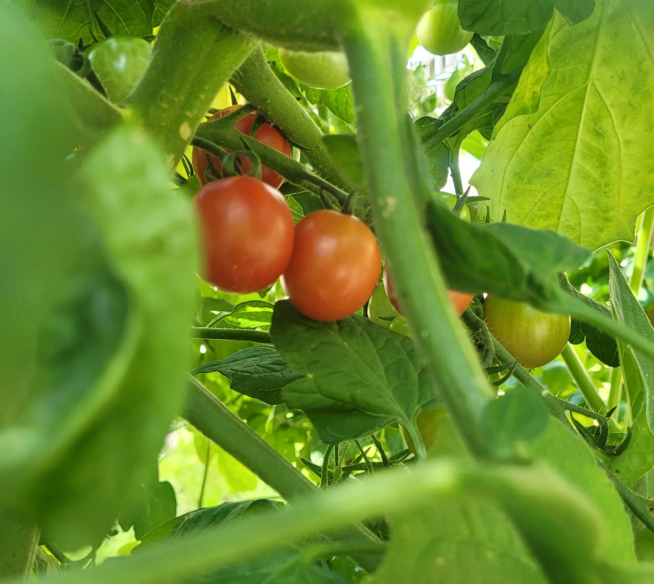 Tomaten zum probieren in unserer Kita